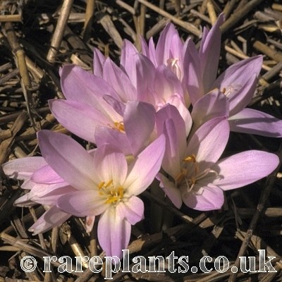 Colchicum autumnale Karin Persson AH.8954