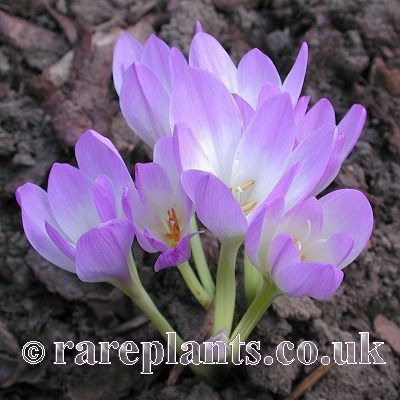 Colchicum autumnale Spartacus