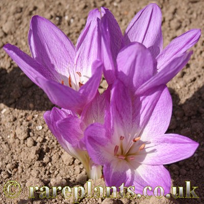Colchicum bivonae Apollo