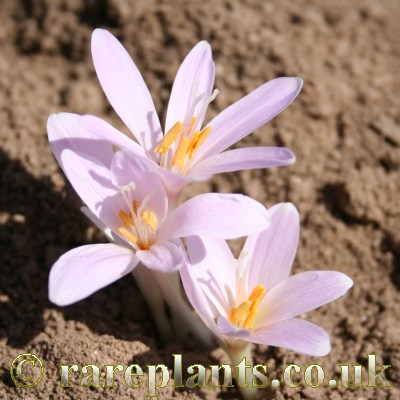 Colchicum cupani pulverulentum