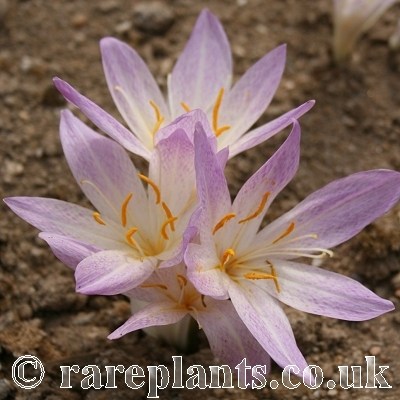 Colchicum davisii PD.26938