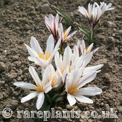 Colchicum kesselringii