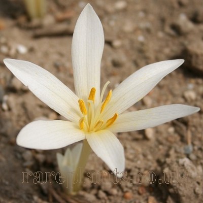 Colchicum kotschyi