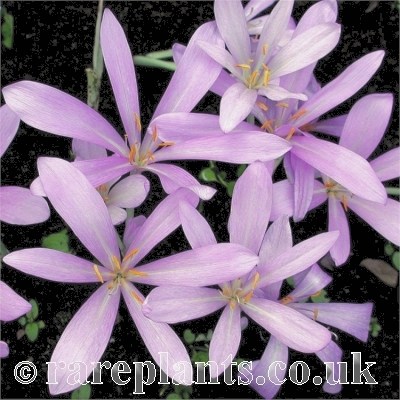 Colchicum laetum