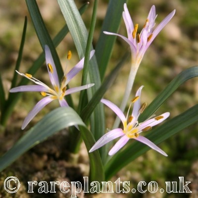 Colchicum minutum
