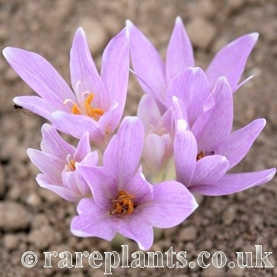 Colchicum neapolitanum