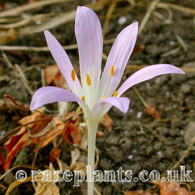 Colchicum parlatoris