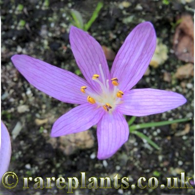 Colchicum peloponnesiacum