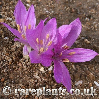Colchicum persicum