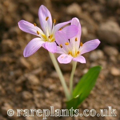 Colchicum psaridis