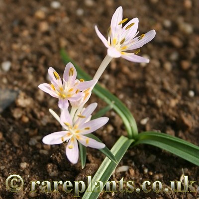 Colchicum pusillum