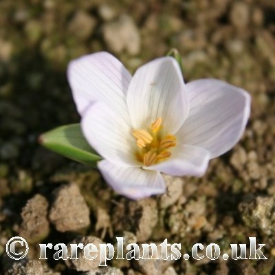 Colchicum raddeanum white