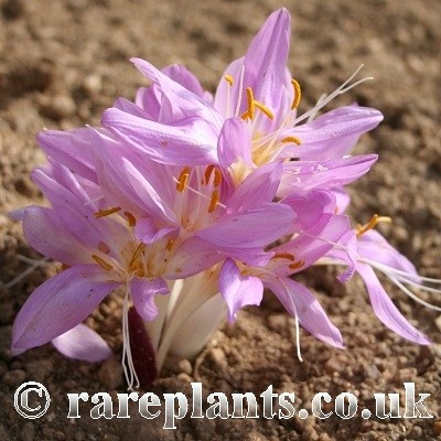 Colchicum sanguicolle