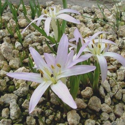 Colchicum soboliferum