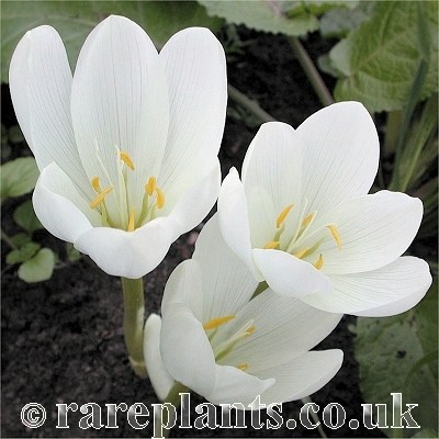 Colchicum speciosum album