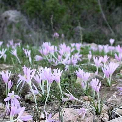 Colchicum stevenii