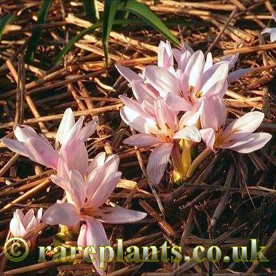 Colchicum szovitsii Erich Pasche