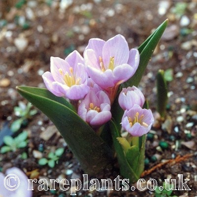 Colchicum szovitsii Pink Forms