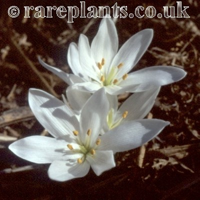 Colchicum szovitsii White forms