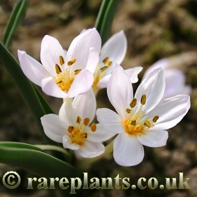 Colchicum triphyllum