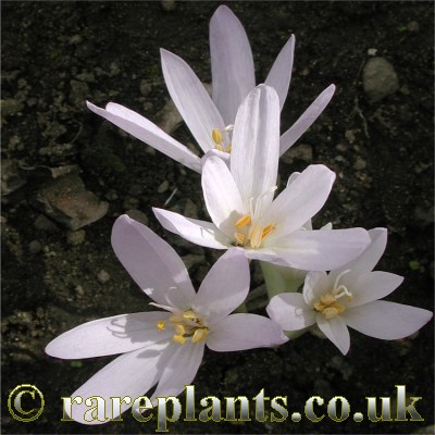 Colchicum troodii