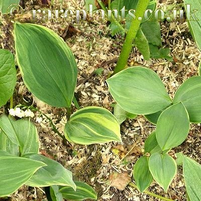 Convallaria majalis Hardwick Hall