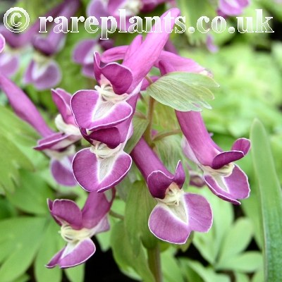 Corydalis Gilded Beauty
