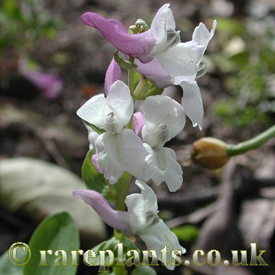 Corydalis blanda parnassica