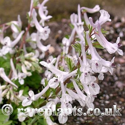 Corydalis hausknechtii