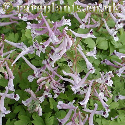 Corydalis henrikii