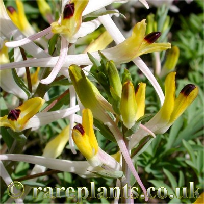 Corydalis schanginii ainae