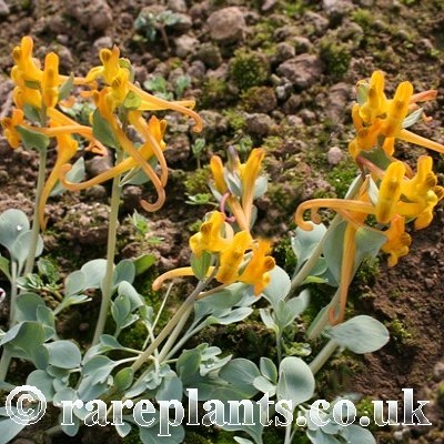 Corydalis sewerzowii