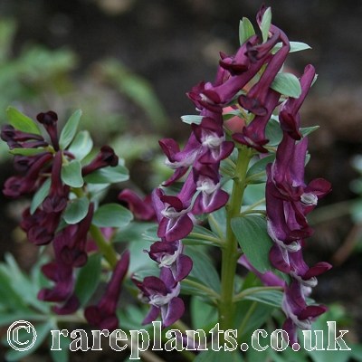 Corydalis solida Almandine