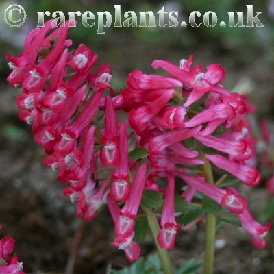 Corydalis solida Cardinal