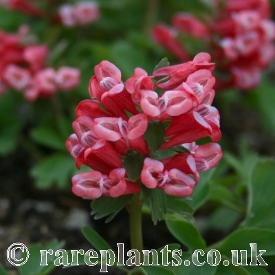 Corydalis solida Cock of the Rock