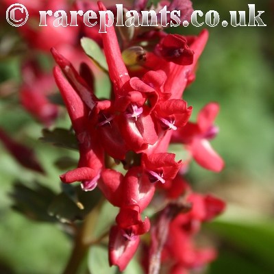 Corydalis solida Fire Bird