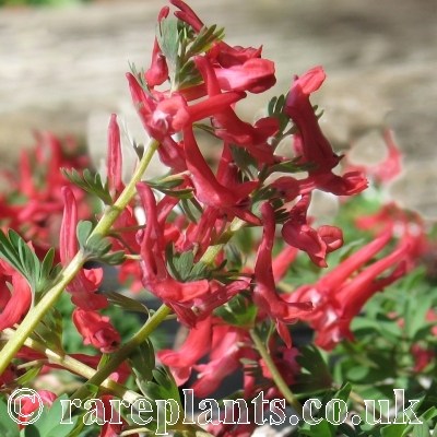 Corydalis solida Firecracker