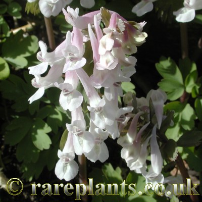 Corydalis solida Galah