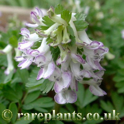 Corydalis solida Gnatcatcher