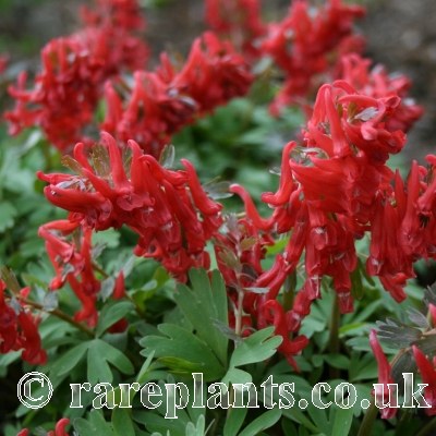 Corydalis solida Ibis