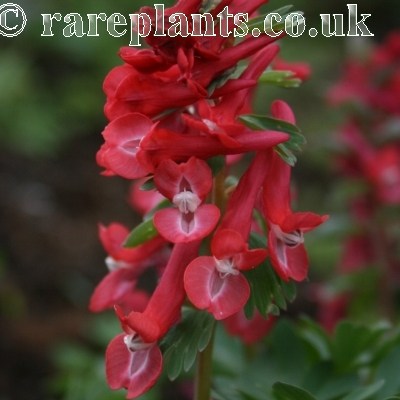 Corydalis solida Redstart