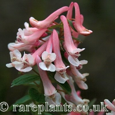 Corydalis solida Snowy Cotinga