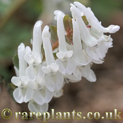 Corydalis solida Snowy Owl