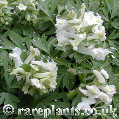 Corydalis solida White King