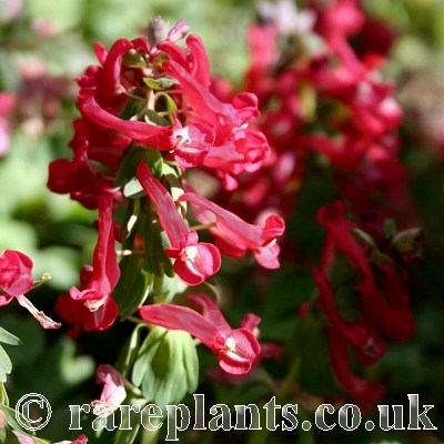 Corydalis solida Zwanenburg