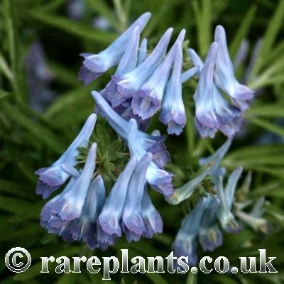 Corydalis turtschaninovii Gorin