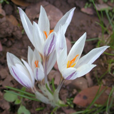 Crocus aleppicus