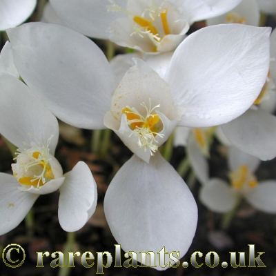 Crocus banaticus Snowdrift