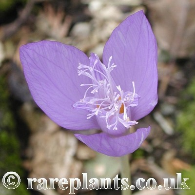 Crocus banaticus