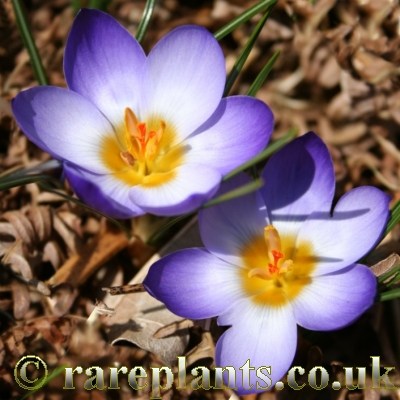Crocus biflorus pulchricolor